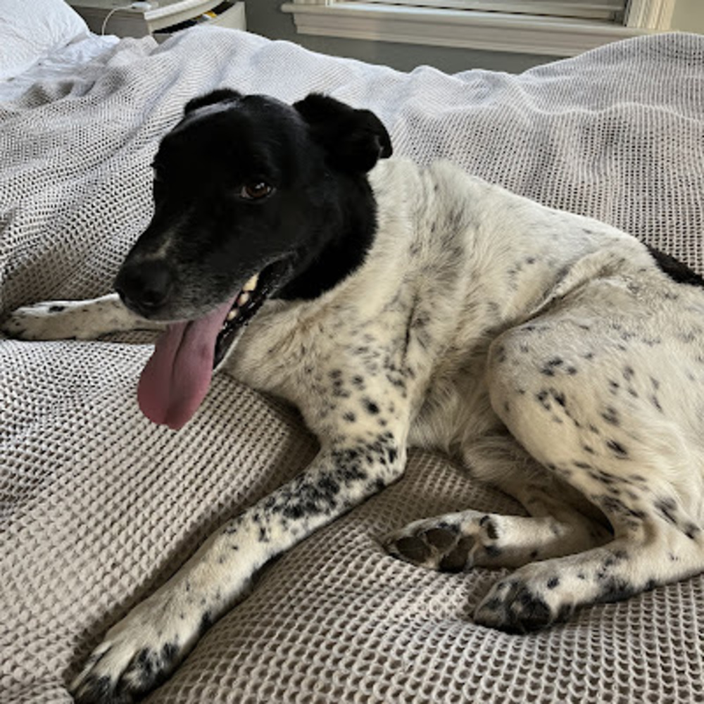 Meet your Posher, Milo